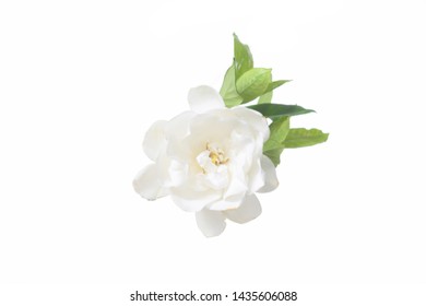 Set Of White Gardenia With Leaves
