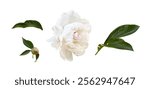 Set of white peony flower, bud and green leaves isolated on white