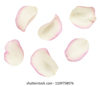 Set Of White And Pink Rose Petals Isolated On White