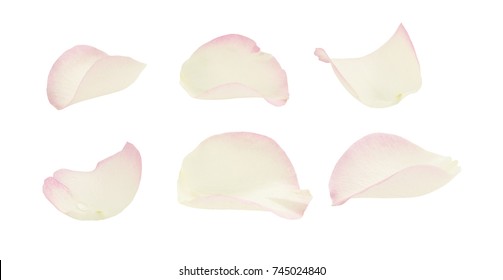 Set of white and pink rose petals isolated on white 