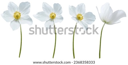 Set of white primrose flowers on a white isolated background with clipping path. Flowers on a stem. Close-up. For design. Nature.