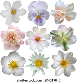 Set of white spring  flowers