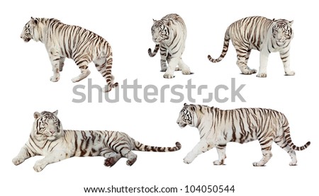 Set of white tiger. Isolated  over white background with shade