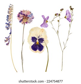 Set Of Wild Dry Pressed Flowers And Leaves, Isolated