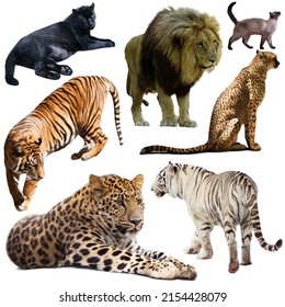 Set of wild mammals animals from cat family isolated on white background - Shutterstock ID 2154428079