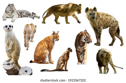 Felidae Images, Stock Photos & Vectors | Shutterstock