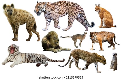 Set Of Wild Mammals Isolated Over White Background, Mainly Felidae