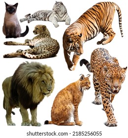 Set Of Wild Mammals Isolated Over White Background, Mainly Felidae