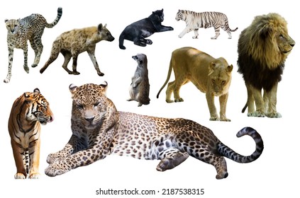 Set Of Wild Mammals Isolated Over White Background, Mainly Felidae