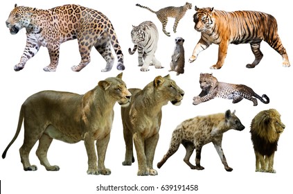 African Big Five Animals Buffalo Elephant Stock Photo 292732511 ...