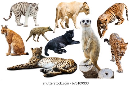 Set of wild mammals isolated over white background, mainly Felidae - Shutterstock ID 675109333