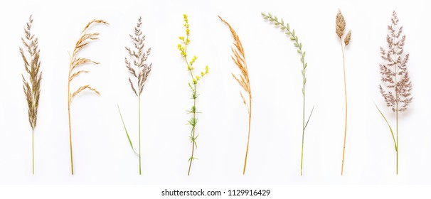 Set of wild ripe herbs grass and twigs, natural field plants, color floral elements, beautiful decorative floral composition isolated on white background, macro, flat lay, top view.