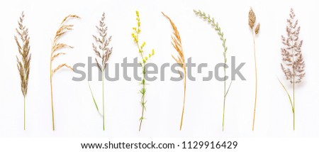 Set of wild ripe herbs grass and twigs, natural field plants, color floral elements, beautiful decorative floral composition isolated on white background, macro, flat lay, top view.