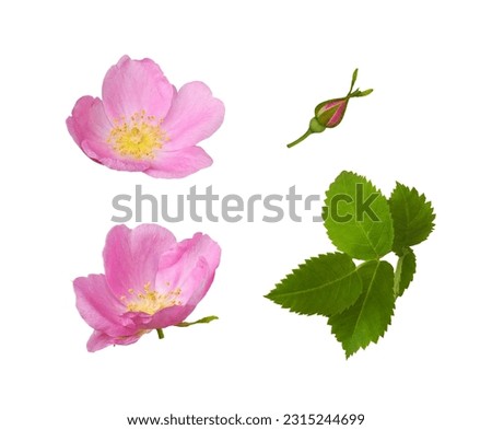 Set of wild rose flowers, buds and leaves isolated on white 