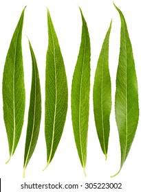 Set Of Willow Leaves Isolated On White Background