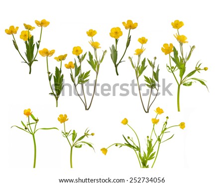 set of yellow buttercup flowers isolated on white background