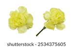 Set of yellow carnation flowers isolated on white