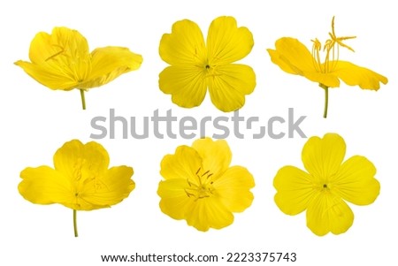 Set of yellow evening primroses isolated on white