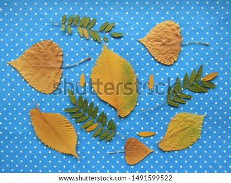 Set of yellow leaves on blue . Poplar, elm and acacia leaves. The leaves lie on a blue felt with white polka dots. Stock fotó © 