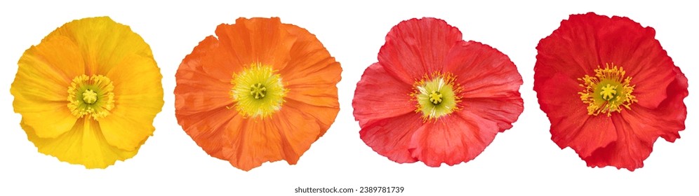 Set of yellow, orange and red poppy isolated on white background.Top view - Powered by Shutterstock