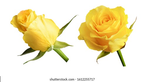 Set of yellow rose flowers isolated on white