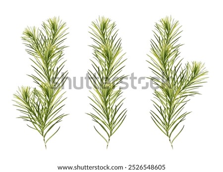 A set of young branches of tea tree (Melaleuca alternifolia), collage. Twigs are isolated on a white background. Design element for botanical cards, frames, borders, postcards, invitations.