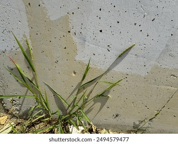 Setaria viridis. Close-up of fresh Setaria viridis plant on wall background. Setaria viridis is a species of grass known as green foxtail, green bristle grass, and wild foxtail millet. - Powered by Shutterstock