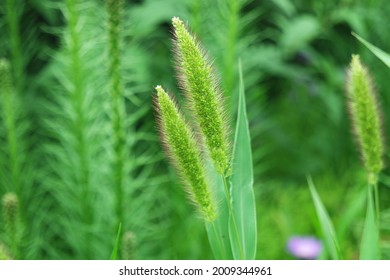 Setaria Viridis Green Bristlegrass Green Foxtail 