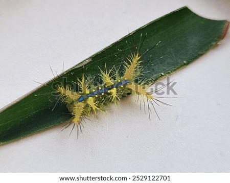 setothosea asigna or called fire caterpillar 