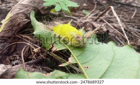 Setothosea asigna, commonly known as the Asp caterpillar or Puss caterpillar, is a species of moth in the family Megalopygidae.