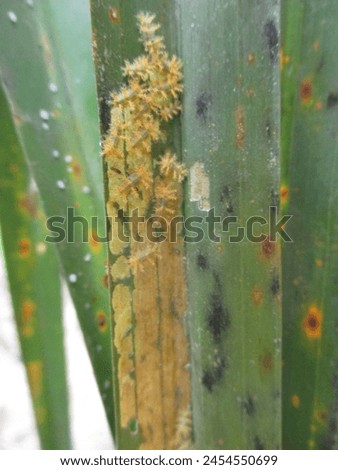 Setothosea asigna is one of the main pests that attack oil palm
