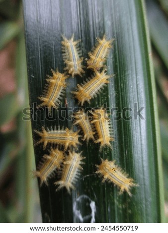 Setothosea asigna is one of the main pests that attack oil palm