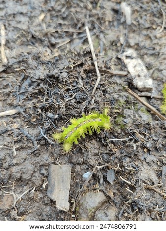Setothosea asigna is a type of fireworm that occurs in oil palm plantations