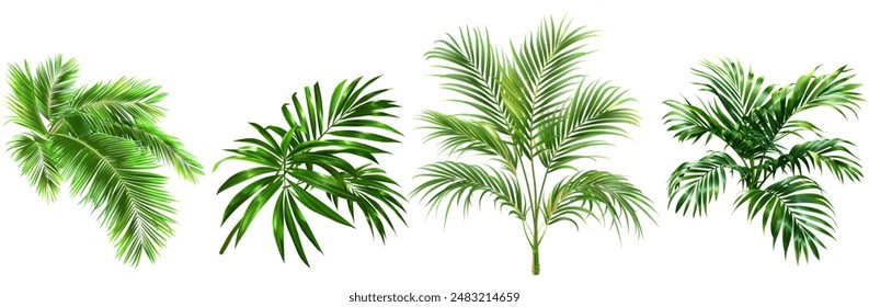 sets of palm trees isolated.