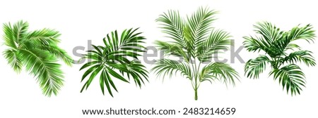 sets of palm trees isolated.