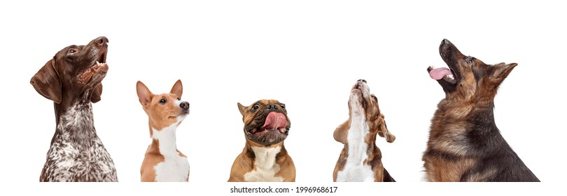 210,920 One Animal Doggy Images, Stock Photos & Vectors | Shutterstock