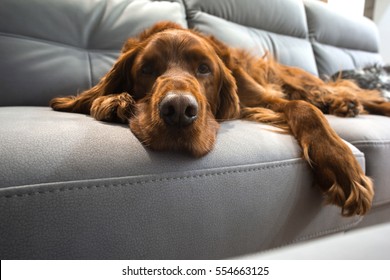  setter  dog on a sofa
