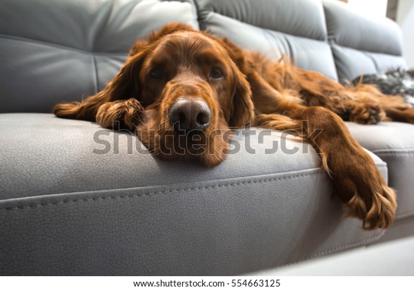  setter  dog on a\
sofa\
