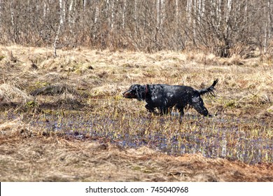  Setter Gordon  hunting on the swamp in spring sunny day