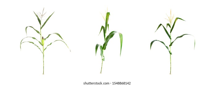 Setting up corn plants Isolated on white background