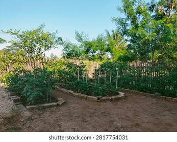 Setting: The image captures a small, well-maintained vegetable garden located outdoors, likely in a rural or backyard setting.
​Foreground: In the lower left corner, there is a pile of loose soil or sand. Next to it, there are raised garden beds framed with grey bricks or concrete blocks. Inside these beds, several small green plants—which look like young chili or tomato plants—are growing nicely, some supported by small vertical wooden stakes.
​Background: A rustic wooden fence made of vertical slats runs across the middle ground, separating the garden plot from the area behind it.
​Surrounding Vegetation: Beyond the fence, there are various lush green trees and foliage, including some taller trees that resemble palm or coconut trees under a clear, bright blue sky.
​Lighting: The photo is taken during a bright, sunny day, casting soft shadows on the ground. sukabumi jawa barat indonesia 26 juli 2026