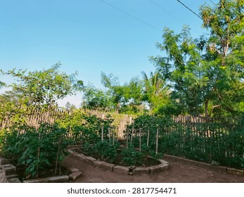 Setting: The image captures a small, well-maintained vegetable garden located outdoors, likely in a rural or backyard setting.
​Foreground: In the lower left corner, there is a pile of loose soil or sand. Next to it, there are raised garden beds framed with grey bricks or concrete blocks. Inside these beds, several small green plants—which look like young chili or tomato plants—are growing nicely, some supported by small vertical wooden stakes.
​Background: A rustic wooden fence made of vertical slats runs across the middle ground, separating the garden plot from the area behind it.
​Surrounding Vegetation: Beyond the fence, there are various lush green trees and foliage, including some taller trees that resemble palm or coconut trees under a clear, bright blue sky.
​Lighting: The photo is taken during a bright, sunny day, casting soft shadows on the ground.sukabumi jawa barat indonesia juli 26 2026