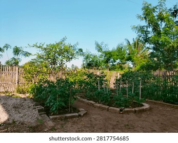 Setting: The image captures a small, well-maintained vegetable garden located outdoors, likely in a rural or backyard setting.
​Foreground: In the lower left corner, there is a pile of loose soil or sand. Next to it, there are raised garden beds framed with grey bricks or concrete blocks. Inside these beds, several small green plants—which look like young chili or tomato plants—are growing nicely, some supported by small vertical wooden stakes.
​Background: A rustic wooden fence made of vertical slats runs across the middle ground, separating the garden plot from the area behind it.
​Surrounding Vegetation: Beyond the fence, there are various lush green trees and foliage, including some taller trees that resemble palm or coconut trees under a clear, bright blue sky.
​Lighting: The photo is taken during a bright, sunny day, casting soft shadows on the ground.sukabumi jawa barat indonesia juli 26 2026