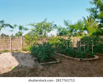 Setting: The image captures a small, well-maintained vegetable garden located outdoors, likely in a rural or backyard setting.
​Foreground: In the lower left corner, there is a pile of loose soil or sand. Next to it, there are raised garden beds framed with grey bricks or concrete blocks. Inside these beds, several small green plants—which look like young chili or tomato plants—are growing nicely, some supported by small vertical wooden stakes.
​Background: A rustic wooden fence made of vertical slats runs across the middle ground, separating the garden plot from the area behind it.
​Surrounding Vegetation: Beyond the fence, there are various lush green trees and foliage, including some taller trees that resemble palm or coconut trees under a clear, bright blue sky.
​Lighting: The photo is taken during a bright, sunny day, casting soft shadows on the ground.