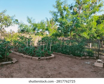 Setting: The image captures a small, well-maintained vegetable garden located outdoors, likely in a rural or backyard setting.
​Foreground: In the lower left corner, there is a pile of loose soil or sand. Next to it, there are raised garden beds framed with grey bricks or concrete blocks. Inside these beds, several small green plants—which look like young chili or tomato plants—are growing nicely, some supported by small vertical wooden stakes.
​Background: A rustic wooden fence made of vertical slats runs across the middle ground, separating the garden plot from the area behind it.
​Surrounding Vegetation: Beyond the fence, there are various lush green trees and foliage, including some taller trees that resemble palm or coconut trees under a clear, bright blue sky.
​Lighting: The photo is taken during a bright, sunny day, casting soft shadows on the ground.sukabumi jawabarat indonesia juli 26 2026