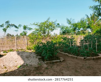 Setting: The image captures a small, well-maintained vegetable garden located outdoors, likely in a rural or backyard setting.
​Foreground: In the lower left corner, there is a pile of loose soil or sand. Next to it, there are raised garden beds framed with grey bricks or concrete blocks. Inside these beds, several small green plants—which look like young chili or tomato plants—are growing nicely, some supported by small vertical wooden stakes.
​Background: A rustic wooden fence made of vertical slats runs across the middle ground, separating the garden plot from the area behind it.
​Surrounding Vegetation: Beyond the fence, there are various lush green trees and foliage, including some taller trees that resemble palm or coconut trees under a clear, bright blue sky.
​Lighting: The photo is taken during a bright, sunny day, casting soft shadows on the ground. sukabumi jawa barat indonesia juli 26 2026