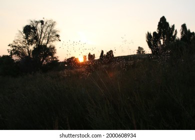 Setting sun between the blades of grass in the heathland