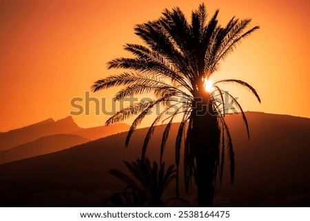 The setting sun casts a warm glow behind a silhouetted palm tree against the mountains of Fuerteventura. The scene exudes a tranquil, tropical evening atmosphere.