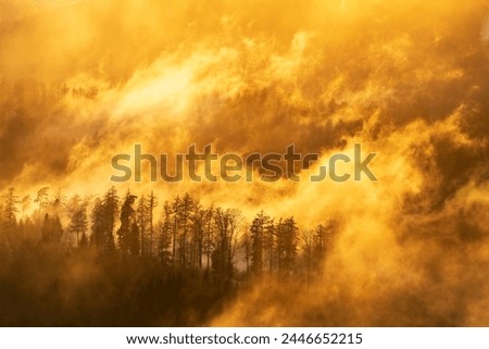 The setting sun colours the rising steam after a rain shower in beautiful shades of gold