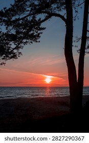 The setting sun glows above the Baltic Sea, naturally framed by tall coastal pine trees, creating a peaceful and atmospheric evening landscape.